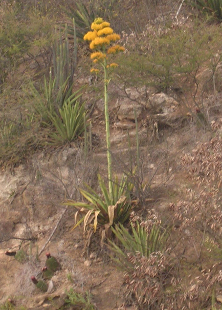 Aloe Vera