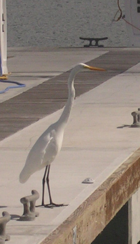Heron