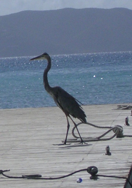 Heron